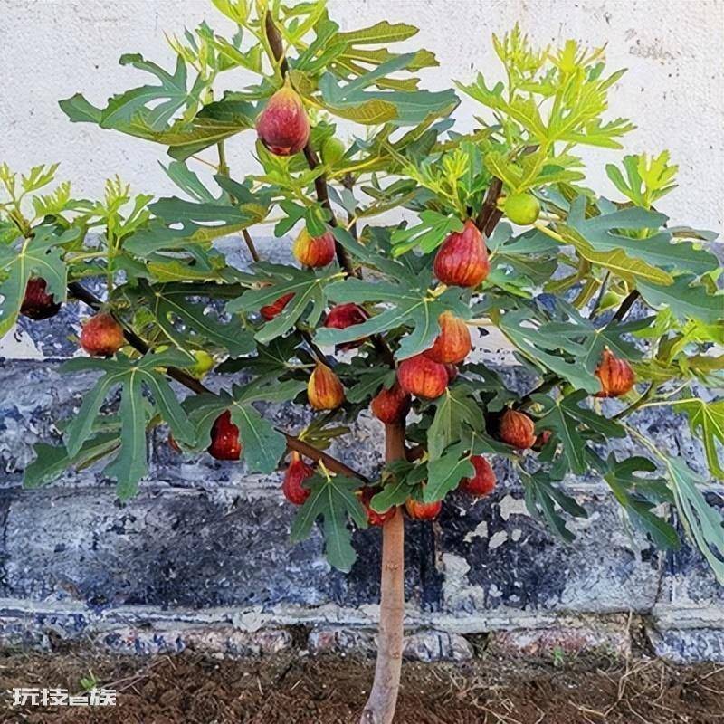 院子里种什么树好(根据风水学院子里种5种树,好吃好兆头)-图片9